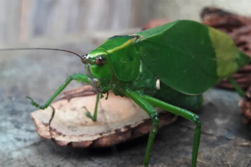 insectos